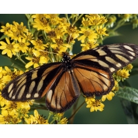 Clearwing Mimic-Queen Butterfly     