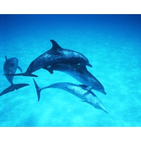 Dolphin , ,     