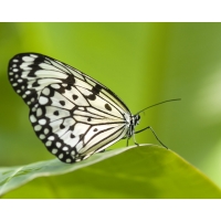 Butterfly. Насекомые картинки и бесплатные рисунки для рабочего стола Butterfly. Насекомые картинки и бесплатные рисунки для рабочего стола