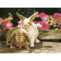 Bunnies In Petunias, Lesley Harrison       