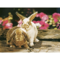 Bunnies In Petunias, Lesley Harrison скачать картинки на рабочий стол и обои Bunnies In Petunias, Lesley Harrison скачать картинки на рабочий стол и обои