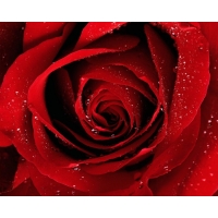 Red Rose    ,   