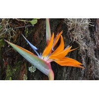 Bird Of Paradise Plant лучшие обои для рабочего стола и картинки Bird Of Paradise Plant лучшие обои для рабочего стола и картинки