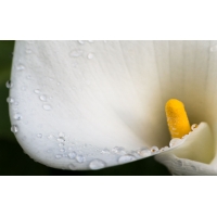 Dew Drop by Permutation большие обои и картинки для рабочего стола Dew Drop by Permutation большие обои и картинки для рабочего стола