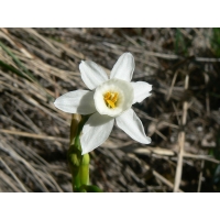 Narcissus Dubius     