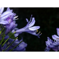 Purple Flower   -   