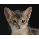 Серьезность картинки