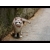 Кошка с бантиком позирует фотографу, картинки и фоны для рабочего стола windows Кошка с бантиком позирует фотографу, картинки и фоны для рабочего стола windows