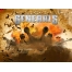 (1024�768, 221 Kb) ���� Command Conquer - �������� � ������� ��� �������� ����� ������� ���������, ����