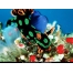 (1024�768, 340 Kb) Greenspot nudibranch ��������, ����, �������� �� ������� ���� ����������
